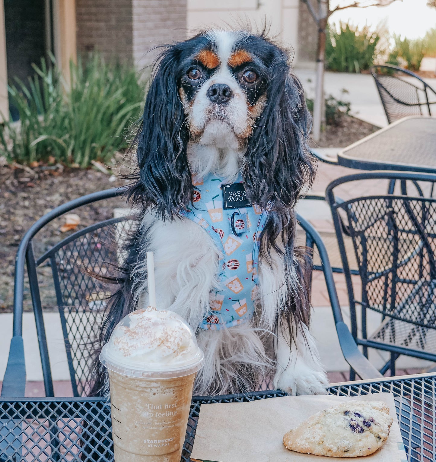 Dog Adjustable Harness - Sweets & Pawfee