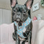 Dog Adjustable Harness - Sweets & Pawfee