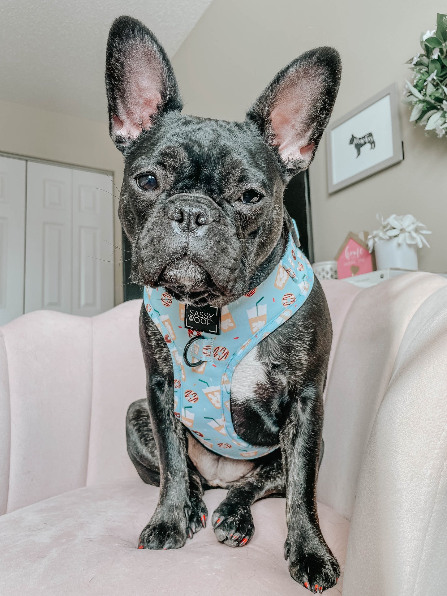 Dog Adjustable Harness - Sweets & Pawfee