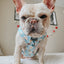 Dog Adjustable Harness - Sweets & Pawfee