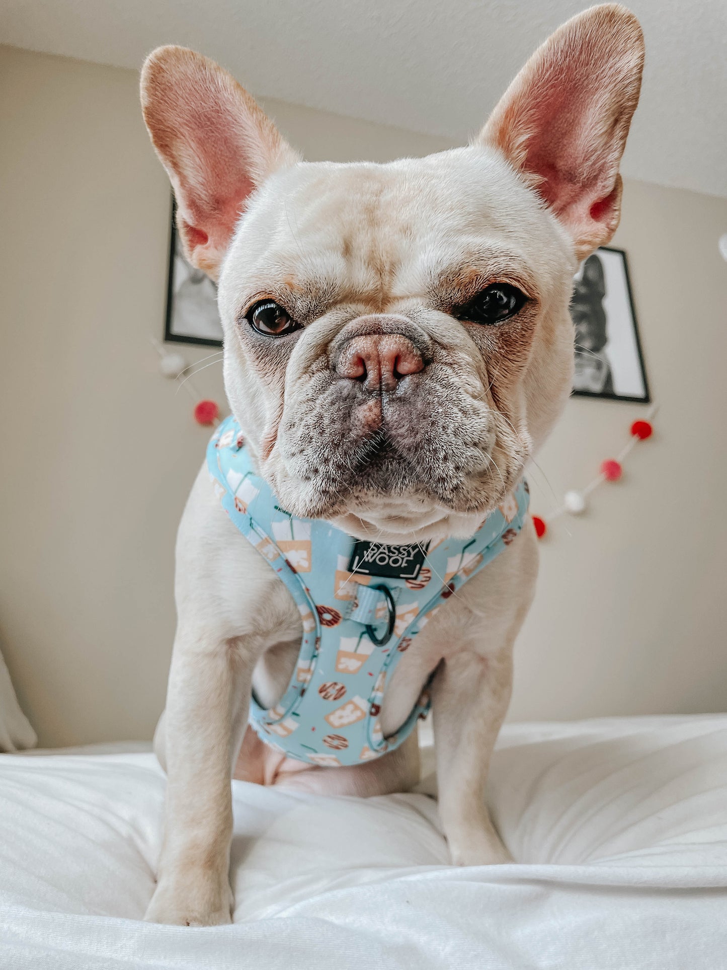 Dog Adjustable Harness - Sweets & Pawfee