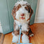 Dog Adjustable Harness - Sweets & Pawfee