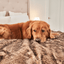 PupProtector™ Summer Short Fur Waterproof Throw Blanket - Sable Tan