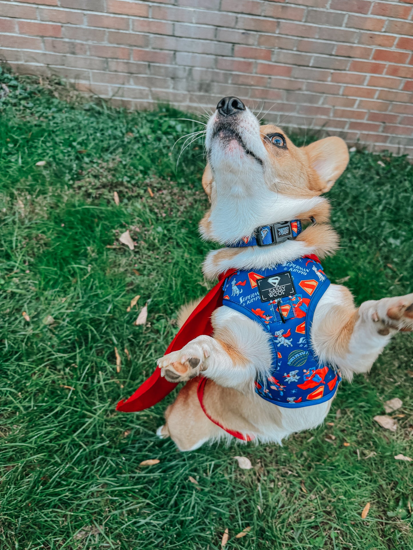 Dog Collar - Superman™ & Krypto™