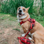 Dog Leash - Burgundy