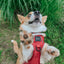 Dog Step-in Harness - Burgundy
