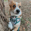 Dog Step-in Harness - Peanuts™ Beagle Scouts