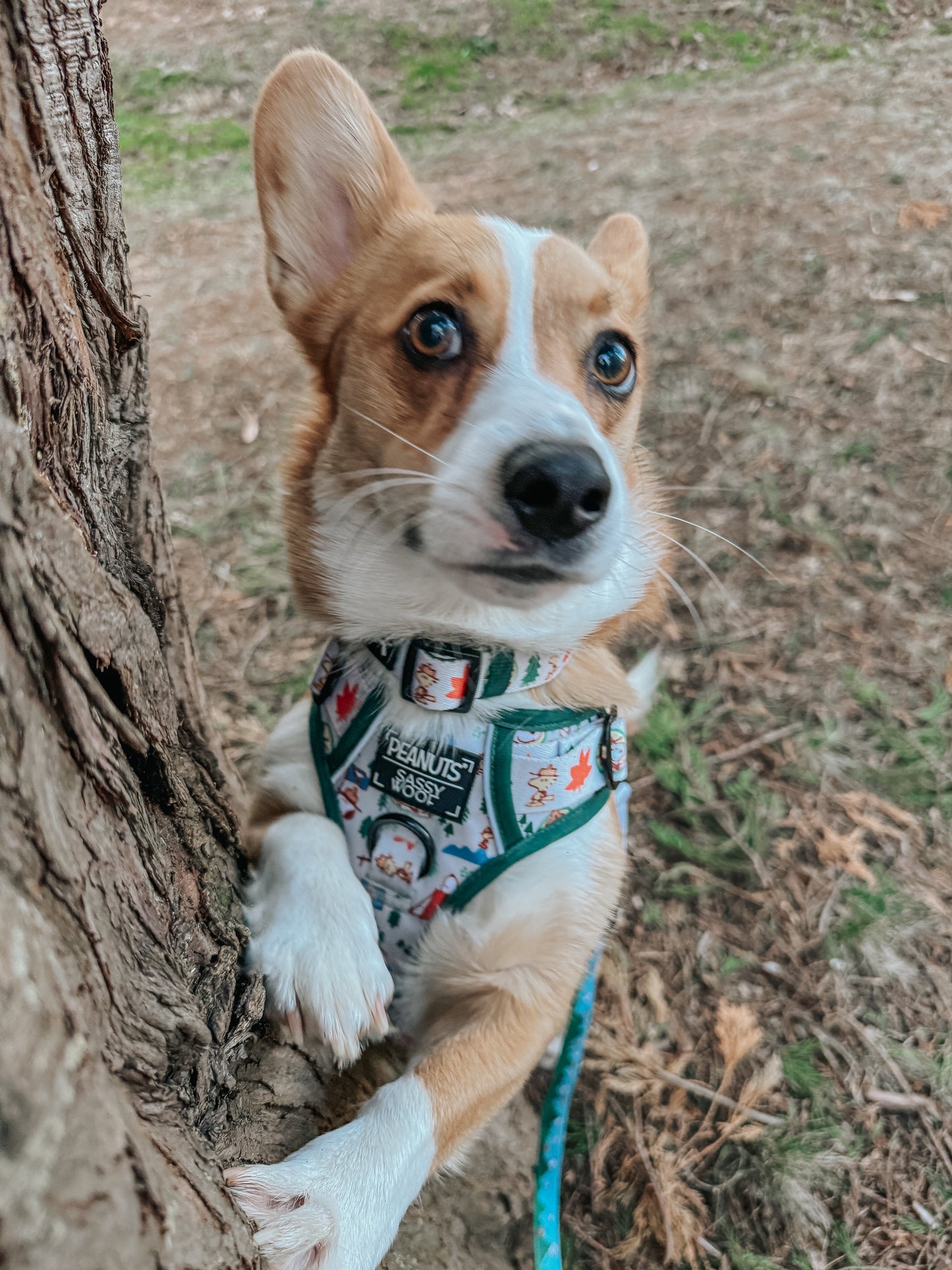Dog Step-in Harness - Peanuts™ Beagle Scouts