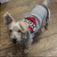 Tattooed Mom Dog Sweater