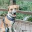 Dog Collar - Batman™
