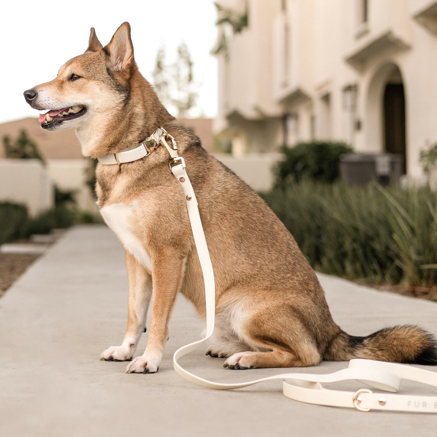 The Essentials Walk Set - Bone