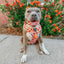 Dog Adjustable Harness - Pie There!