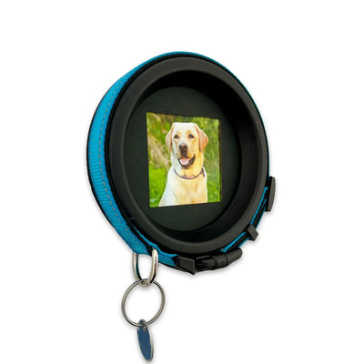 Large Dog Collar Frame | "The Labrador"