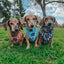 Dog Adjustable Harness - Blueberry Milk