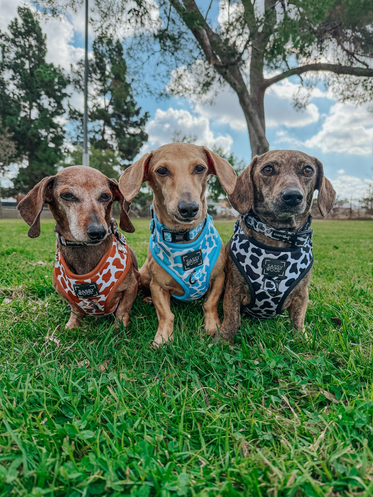 Dog Adjustable Harness - Blueberry Milk