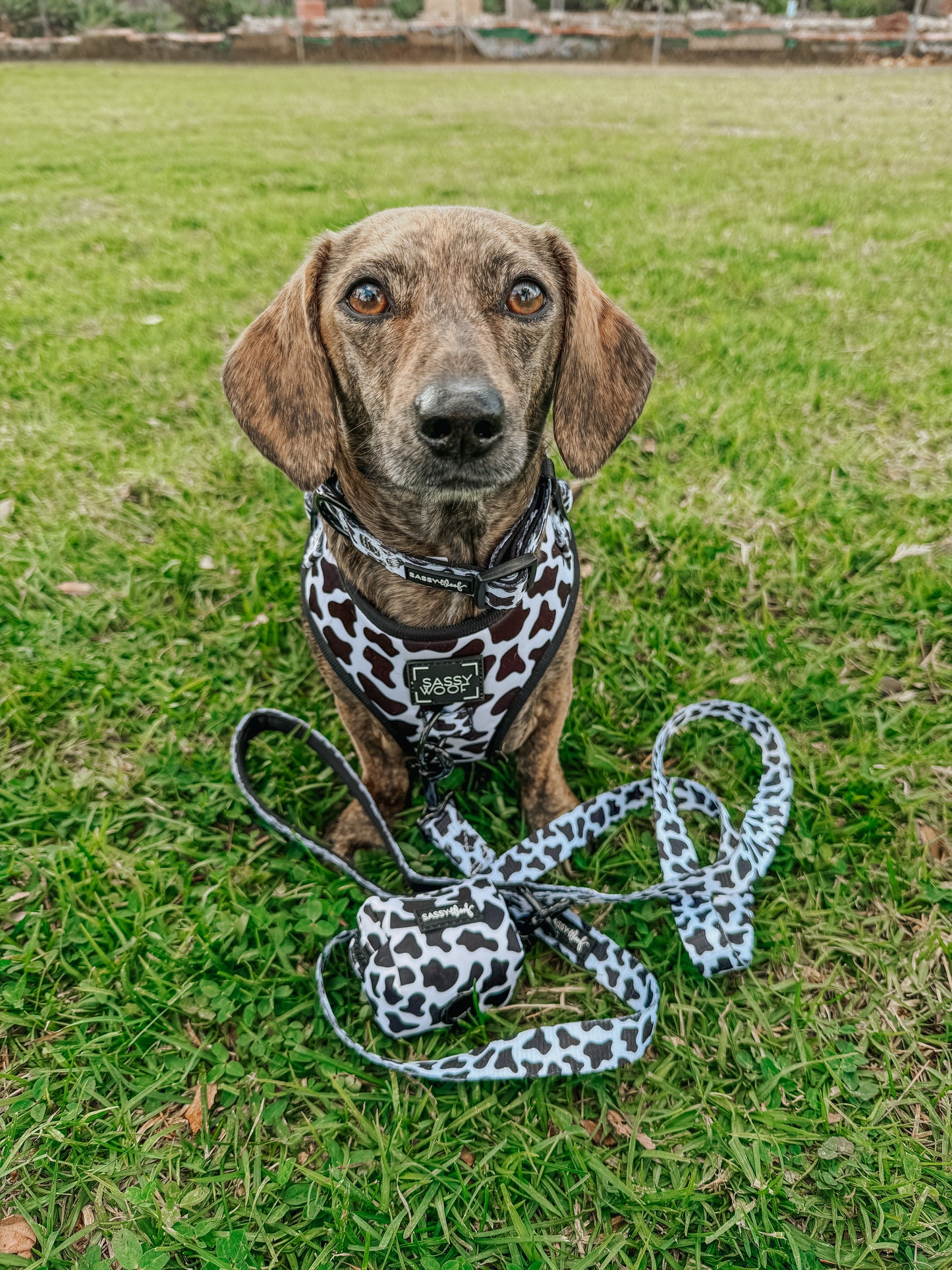 Dog Collar - Whole Milk