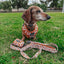 Dog Collar - Chocolate Milk