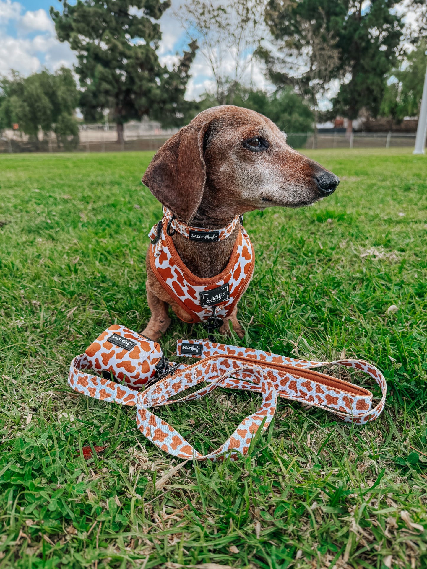 Dog Collar - Chocolate Milk