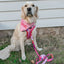 Dog Leash - Mean Girls™
