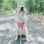 Dog Reversible Harness - Floral Frenzy