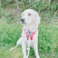 Dog Reversible Harness - Floral Frenzy