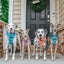 Dog Step-in Harness - Tropical Tides