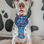 Dog Adjustable Harness - Superman™ & Krypto™
