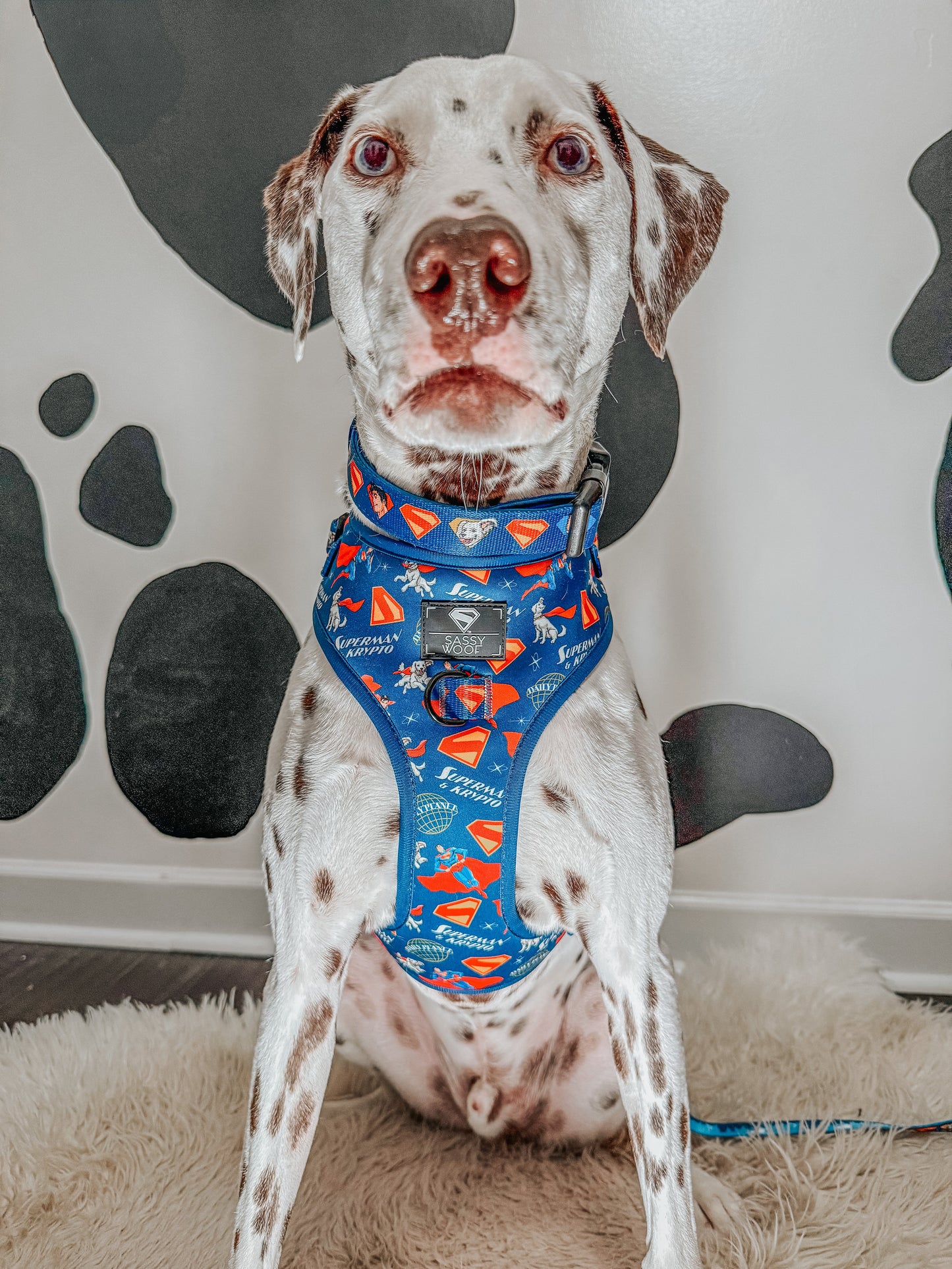 Dog Collar - Superman™ & Krypto™