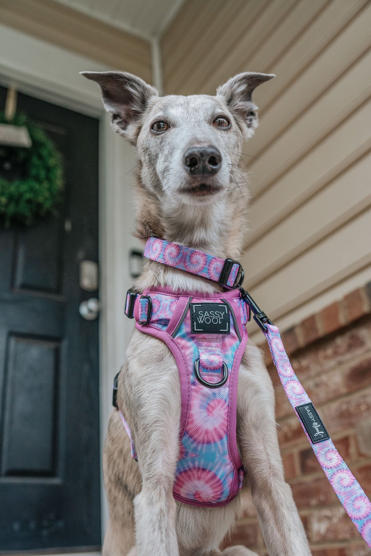 Dog Leash - Purple Haze