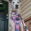 Dog Collar - Purple Haze