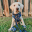 Dog Collar - Peanuts™ Snoopy in Space