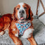 Dog Collar - Marvel’s Spider-Man