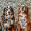Dog Step-in Harness - Peanuts™ Beagle Scouts