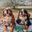 Dog Leash - Peanuts™ Beagle Scouts