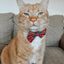 Cat Collar - Deck the Paws