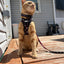 Cat Leash - STAR WARS™ The Dark Side