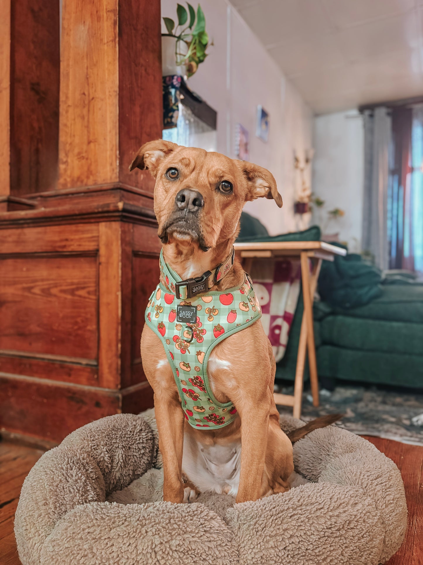Dog Collar - Feeling Vine