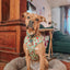 Dog Adjustable Harness - Feeling Vine