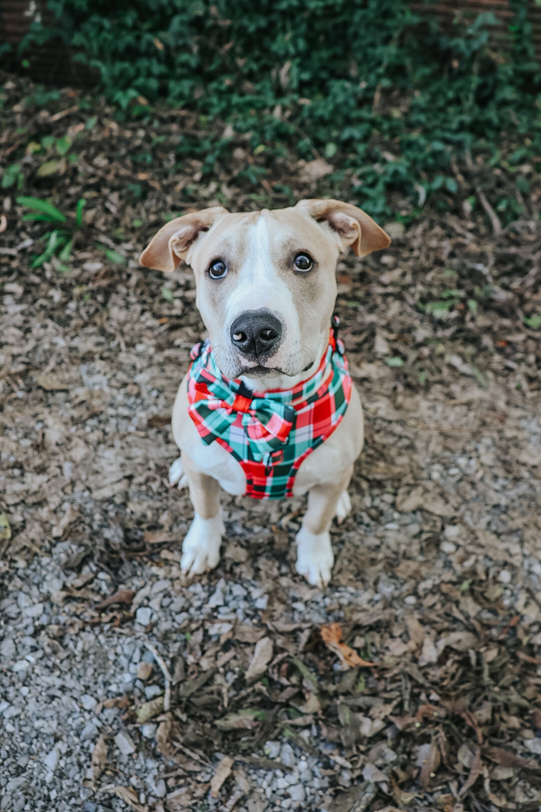 Dog Adjustable Harness - Jingle Barks
