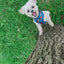 Dog Adjustable Harness - Superman™ & Krypto™
