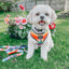 Dog Leash - Love You Fur You