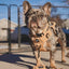 Dog Step-in Harness - Daffodil