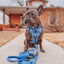 Dog Collar - Hydrangea