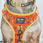 Dog Collar - Wonder Woman™