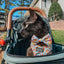 Cat Collar - Good Duck, Babe!