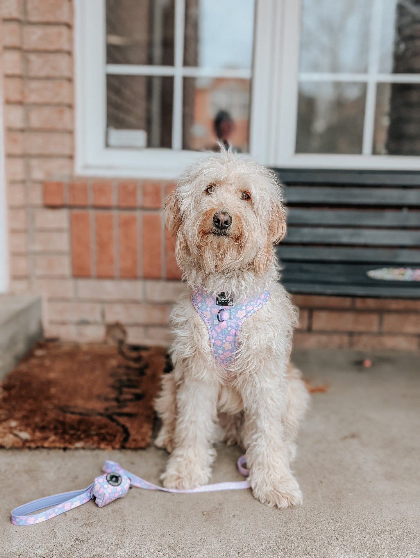 Dog Leash - Fleur de Sass