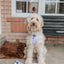 Dog Adjustable Harness - Fleur de Sass