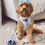 Dog Leash - Berry Sassy