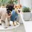Touchdog ® 'Modress' Fashion Designer Dog Sweater and Dress
