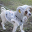 Touchdog ® Outlaw Embellished Retro-Denim Hooded Dog Sweater Coat